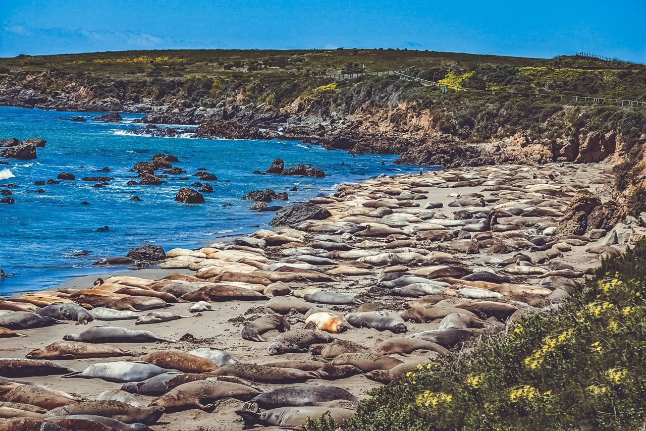 Elephant Seal Vista Point