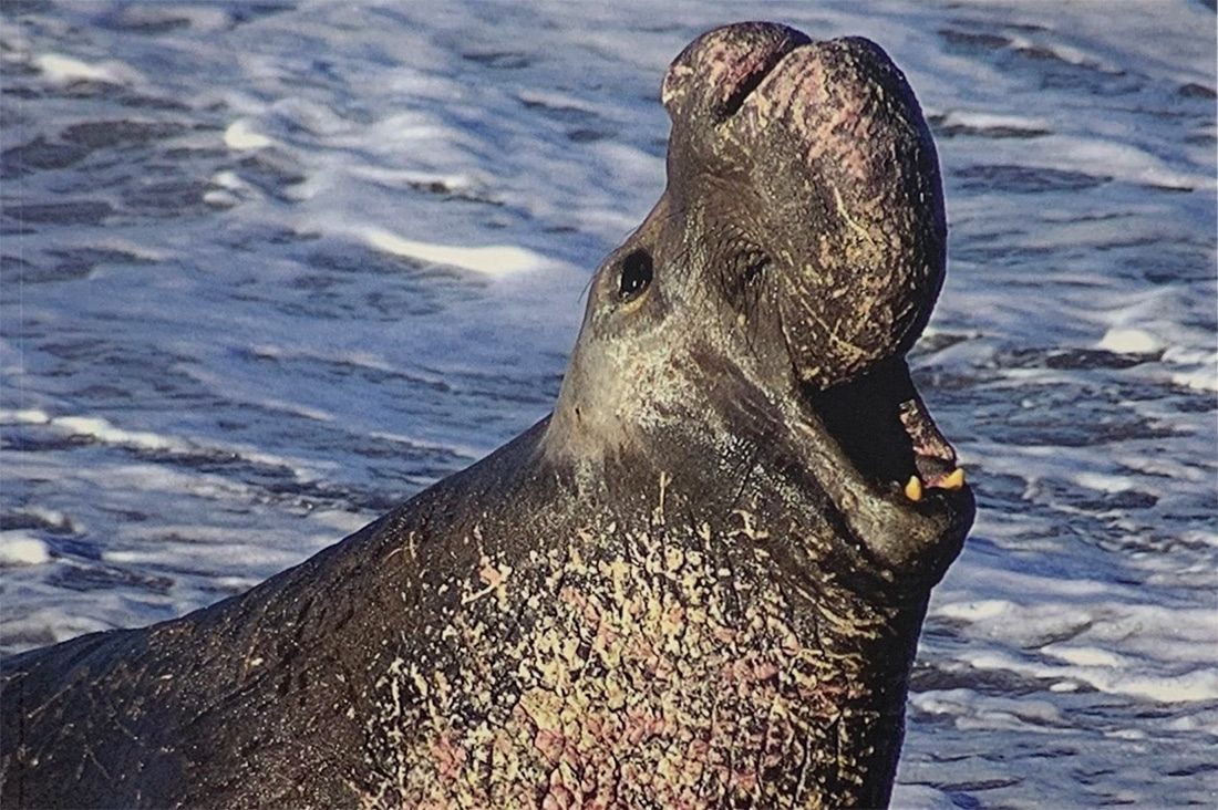 Elephant Seal Vista Point