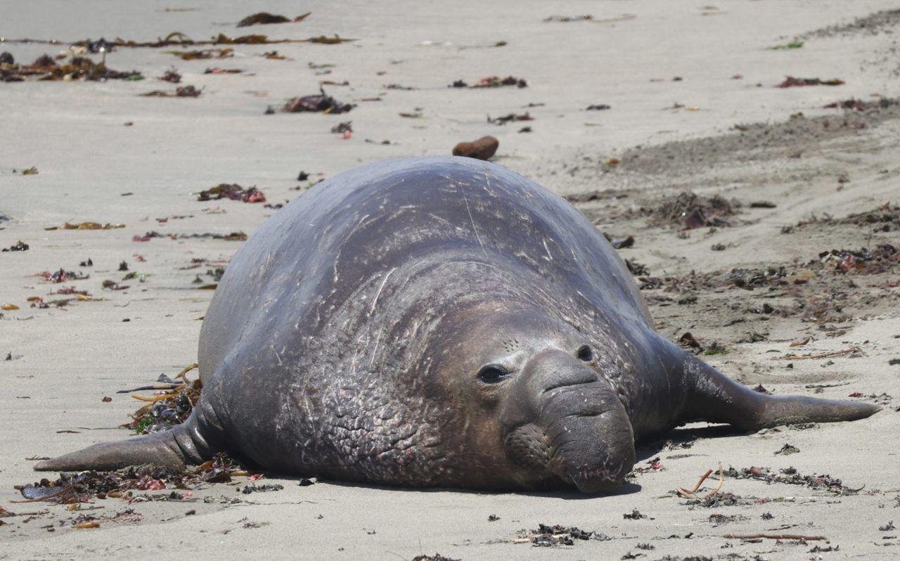 Elephant Seal Vista Point