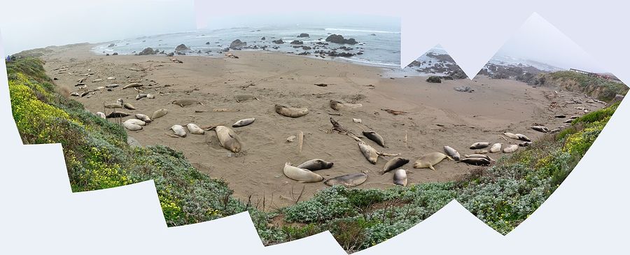 Elephant Seal Vista Point