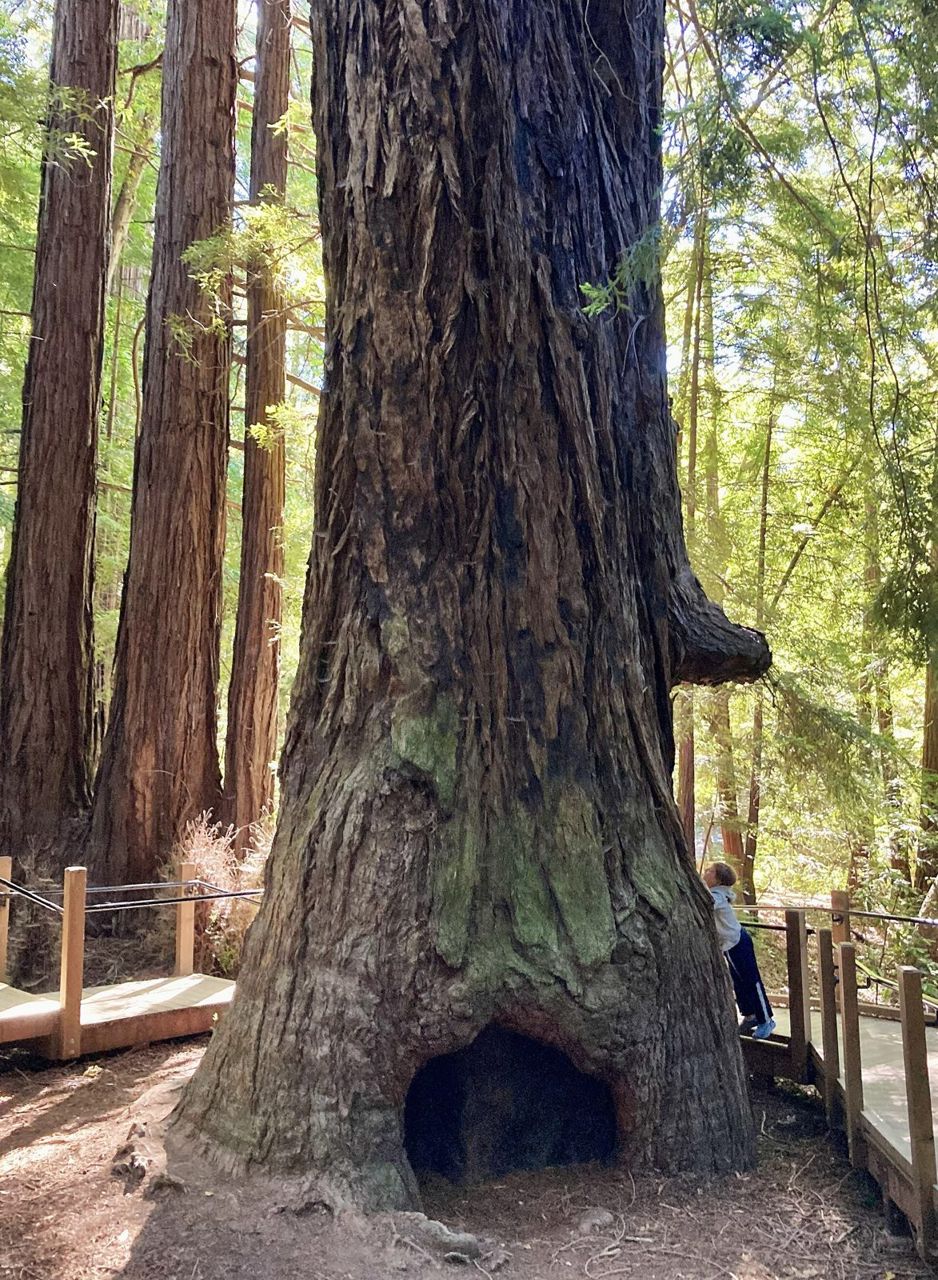 Pfeiffer Big Sur State Park